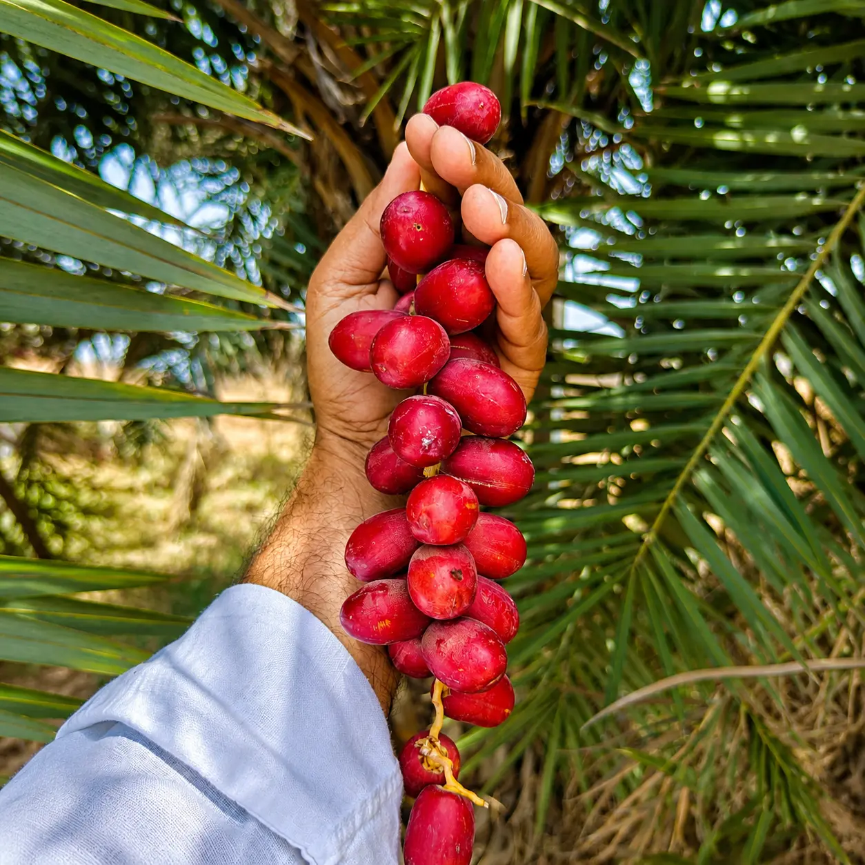 AltSugar — date farm sourcing